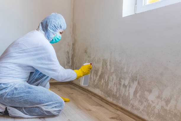 Licensed Commercial Mold Remediation service in Union City, MI - WQB Mold Removal